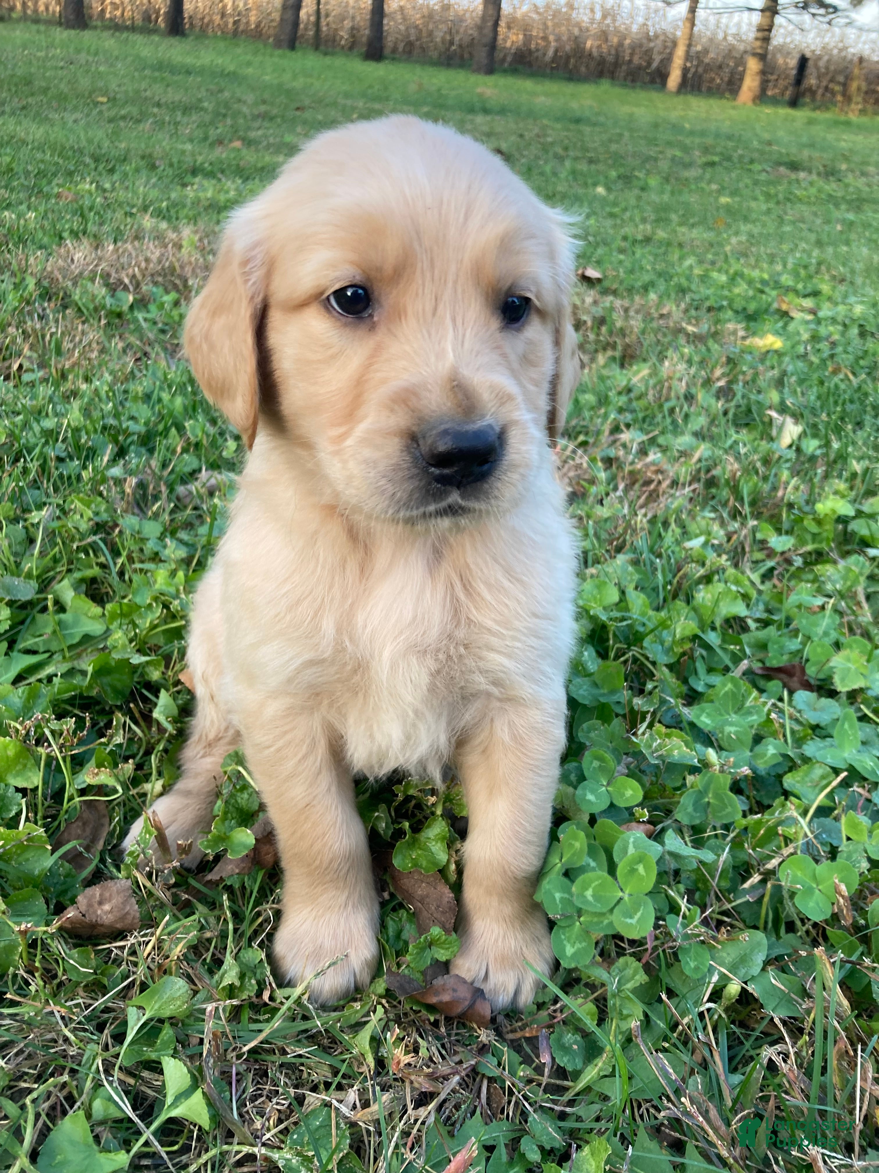 Golden Retriever dogs for sale: Anthony - Ad 1