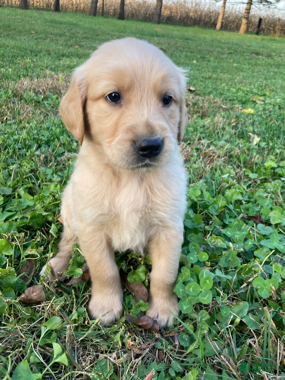 Golden Retriever dogs for sale: Anthony - Ad 1