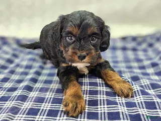 Cockapoo dogs Cosmo - Ad 15