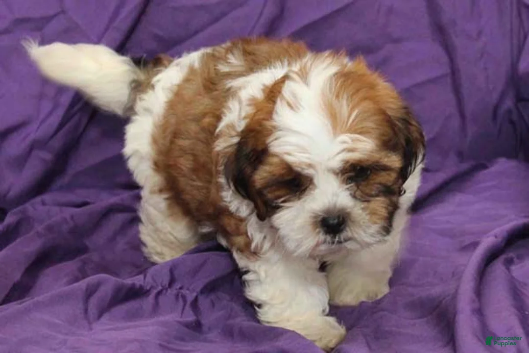 Shihpoo dogs for sale: Scout - Ad 2