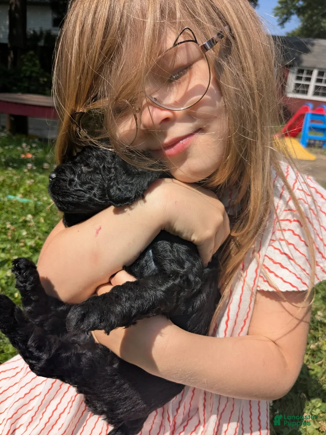 Mixed Breed dogs for sale: Mini Golden Bernedoodle- Violet - Ad 2