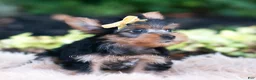 Yorkshire Terrier dogs for sale: Momo - Ad 5