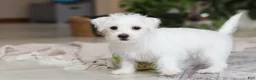 Morkie dogs for sale: Eddy - Ad 7