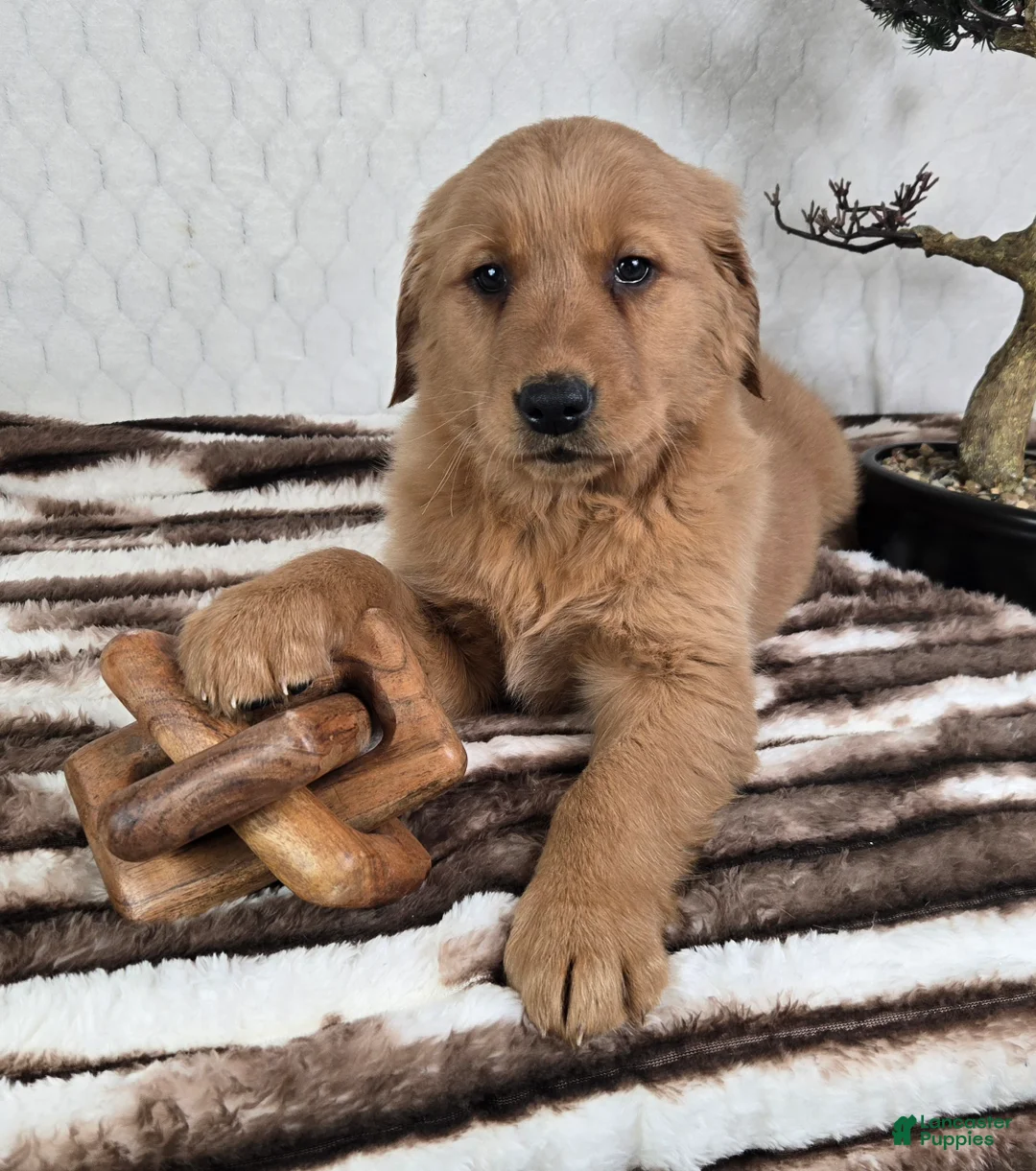 Golden Retriever dogs for sale: Graham  - Ad 4