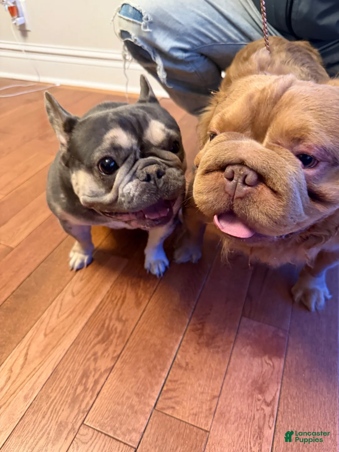 French Bulldog dogs for sale: French Bulldog 1 - Ad 2