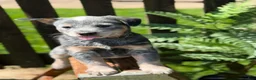 Australian Cattle Dog dogs for sale: Bailey  - Ad 4