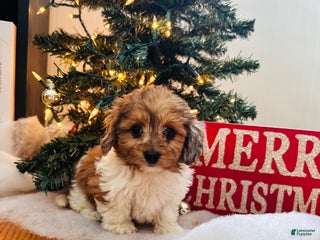 Mixed Breed dogs Joy - Ad 22