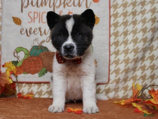 Akita dogs Merle - Ad 31