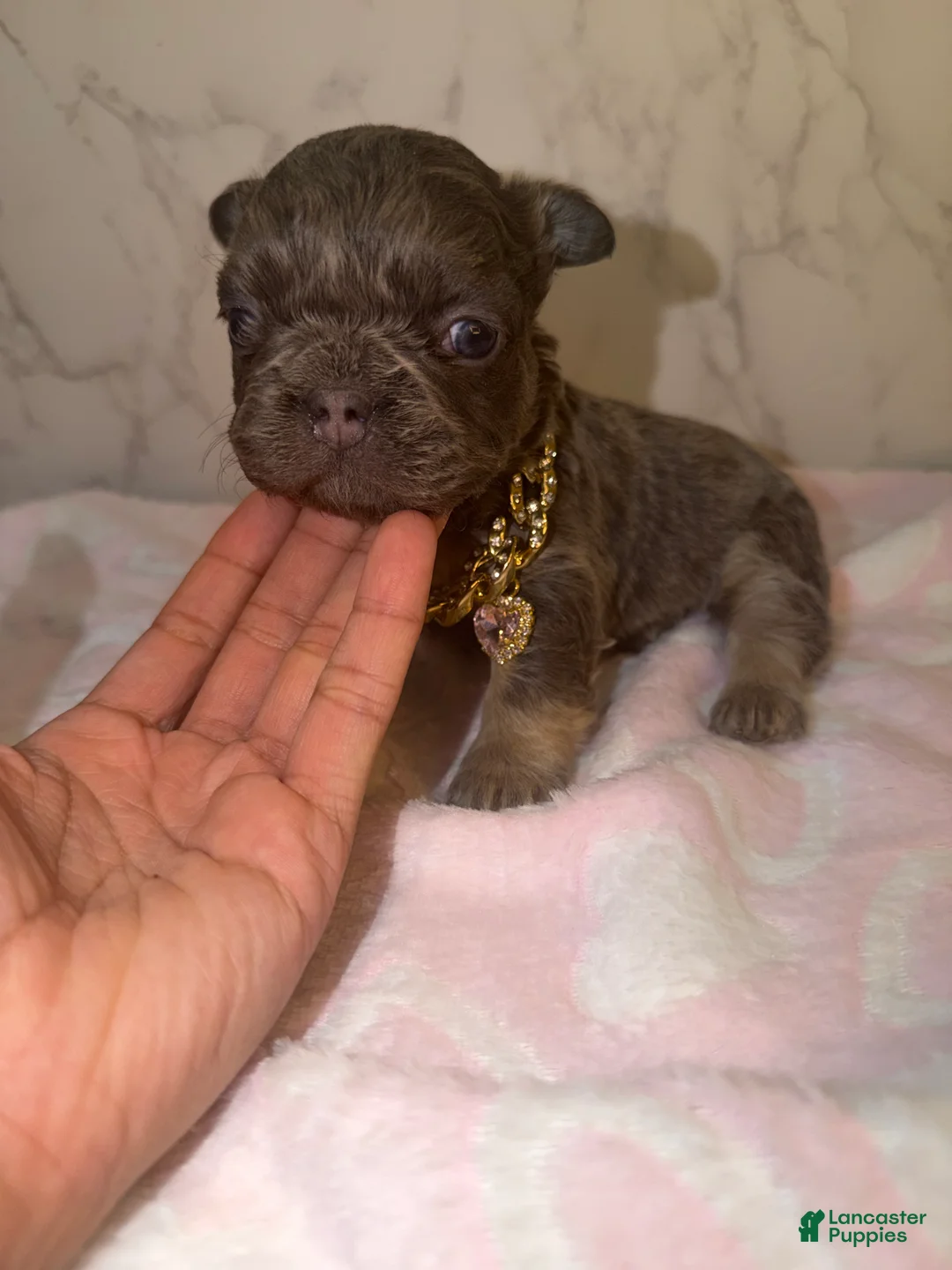 French Bulldog dogs for sale: Bae - Ad 3