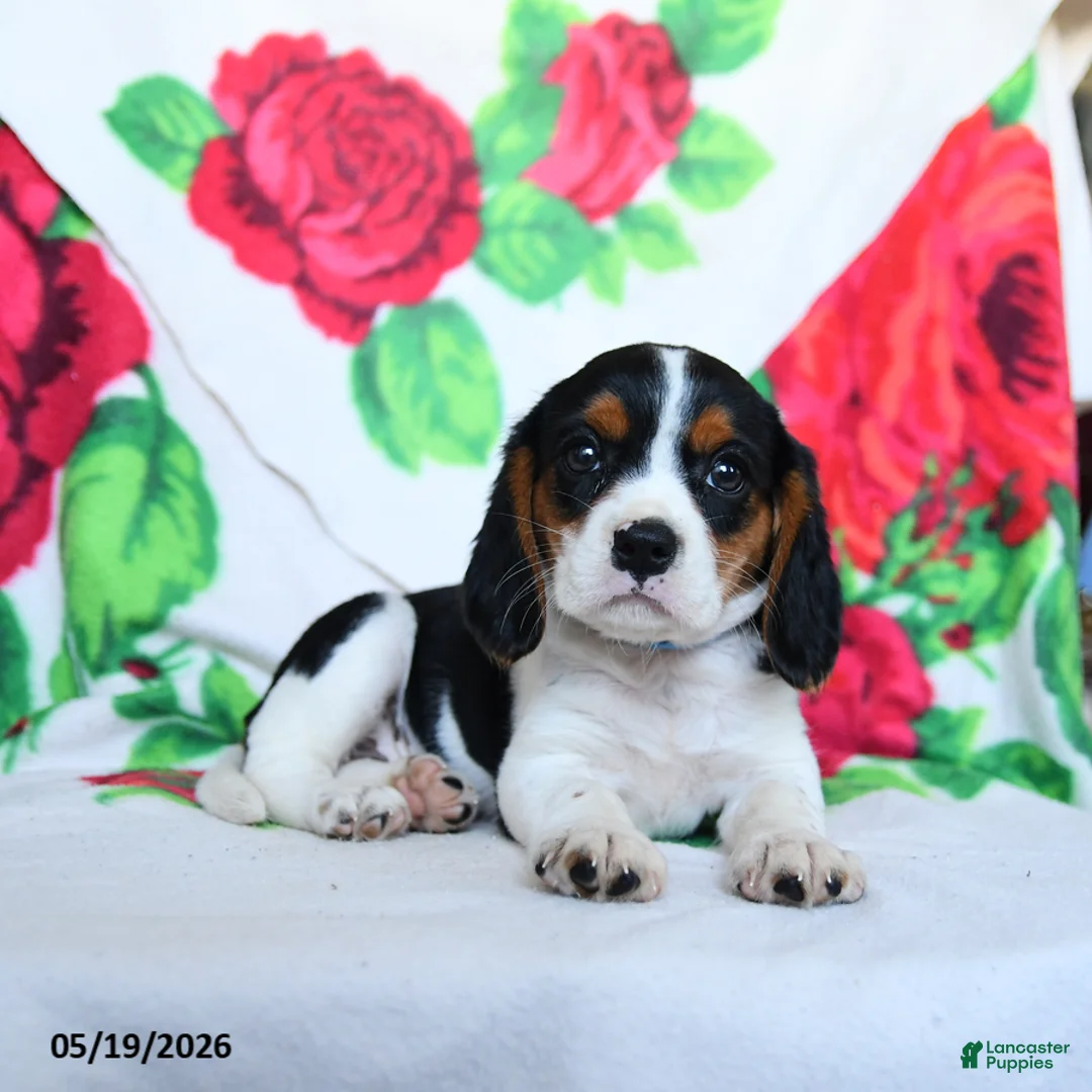 Beaglier dogs for sale: Lucy - Ad 3