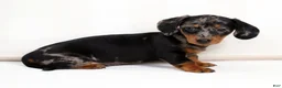 Miniature Dachshund dogs for sale: Maddie - Ad 8