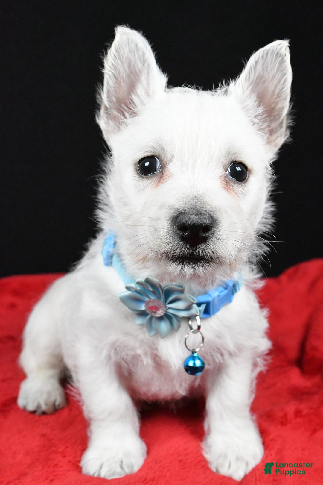 West Highland Terrier dogs for sale: Eva - Ad 6