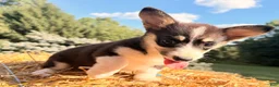 Welsh Corgi Pembroke dogs for sale: Holly - Ad 17