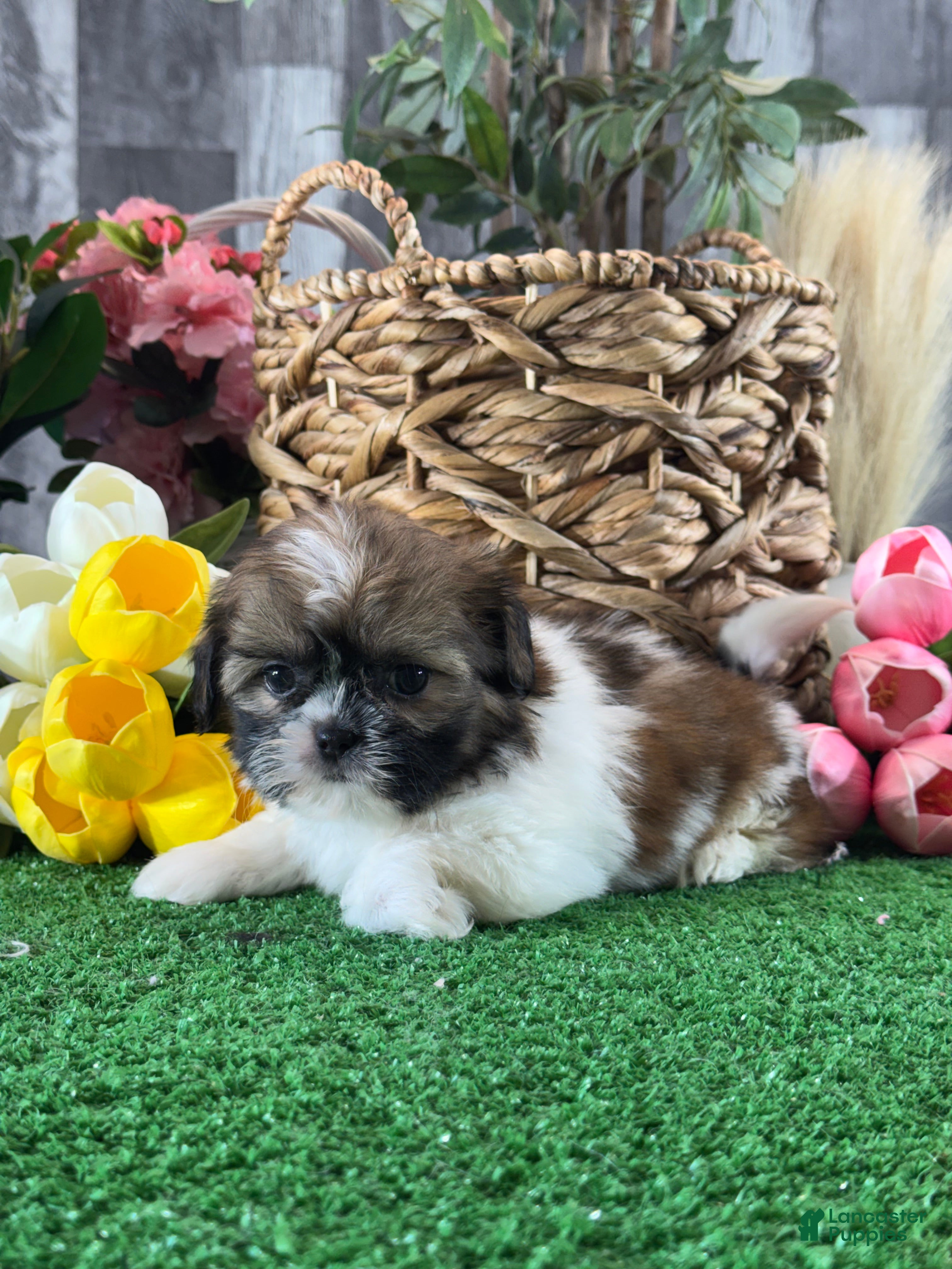 Shih Tzu dogs for sale: Sally🌭 - Ad 2