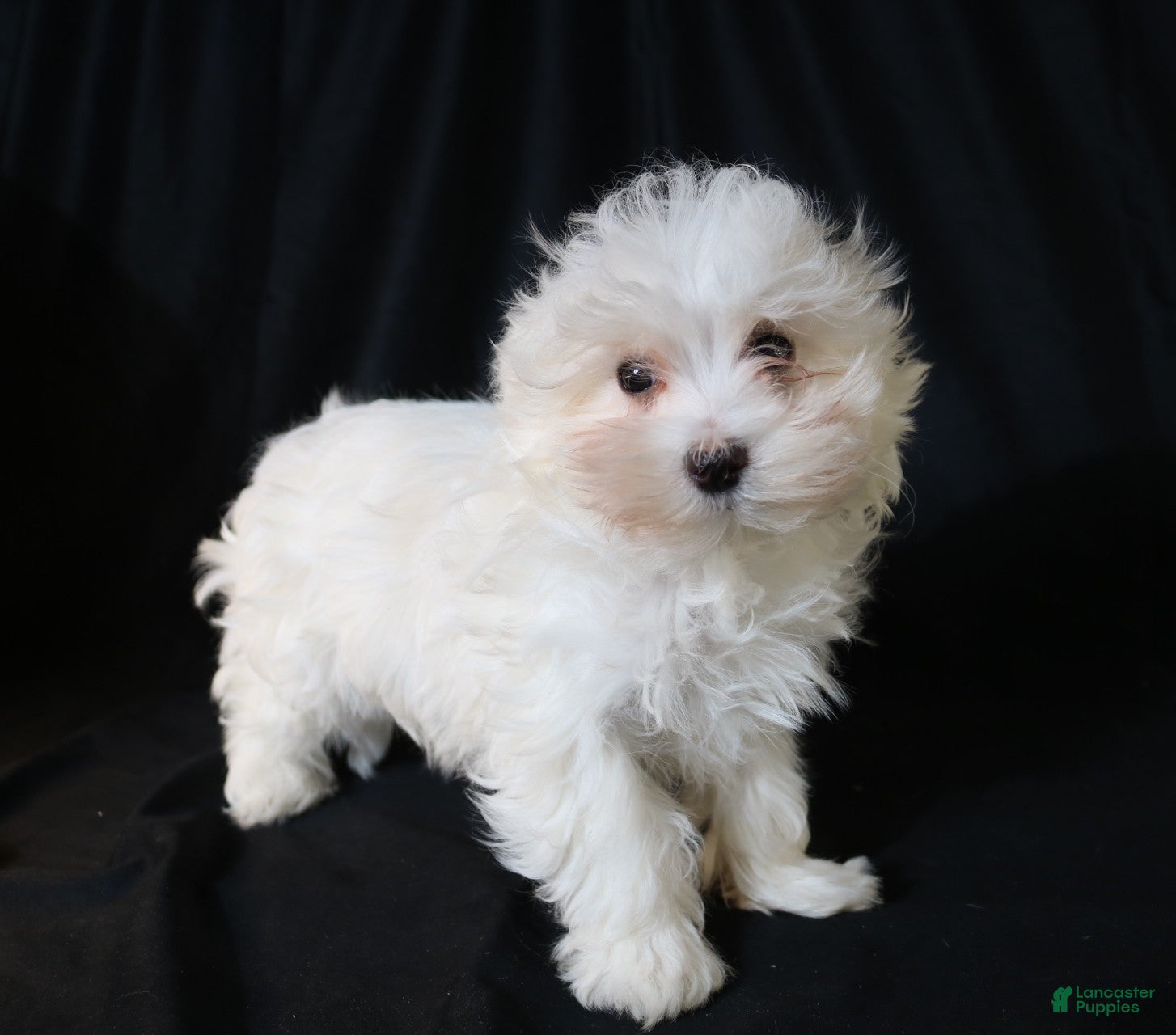 Maltese dogs Leo - Ad 37