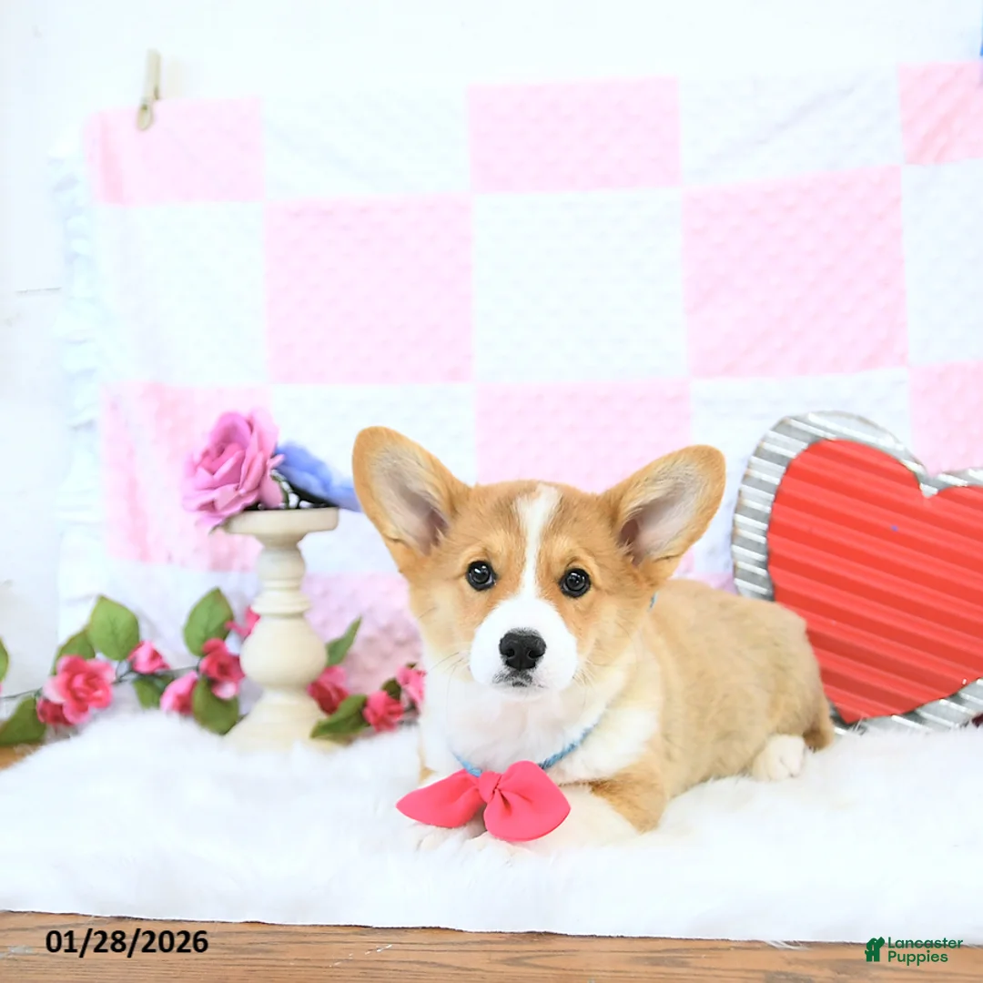 Welsh Corgi Pembroke dogs for sale: Mandy - Ad 4