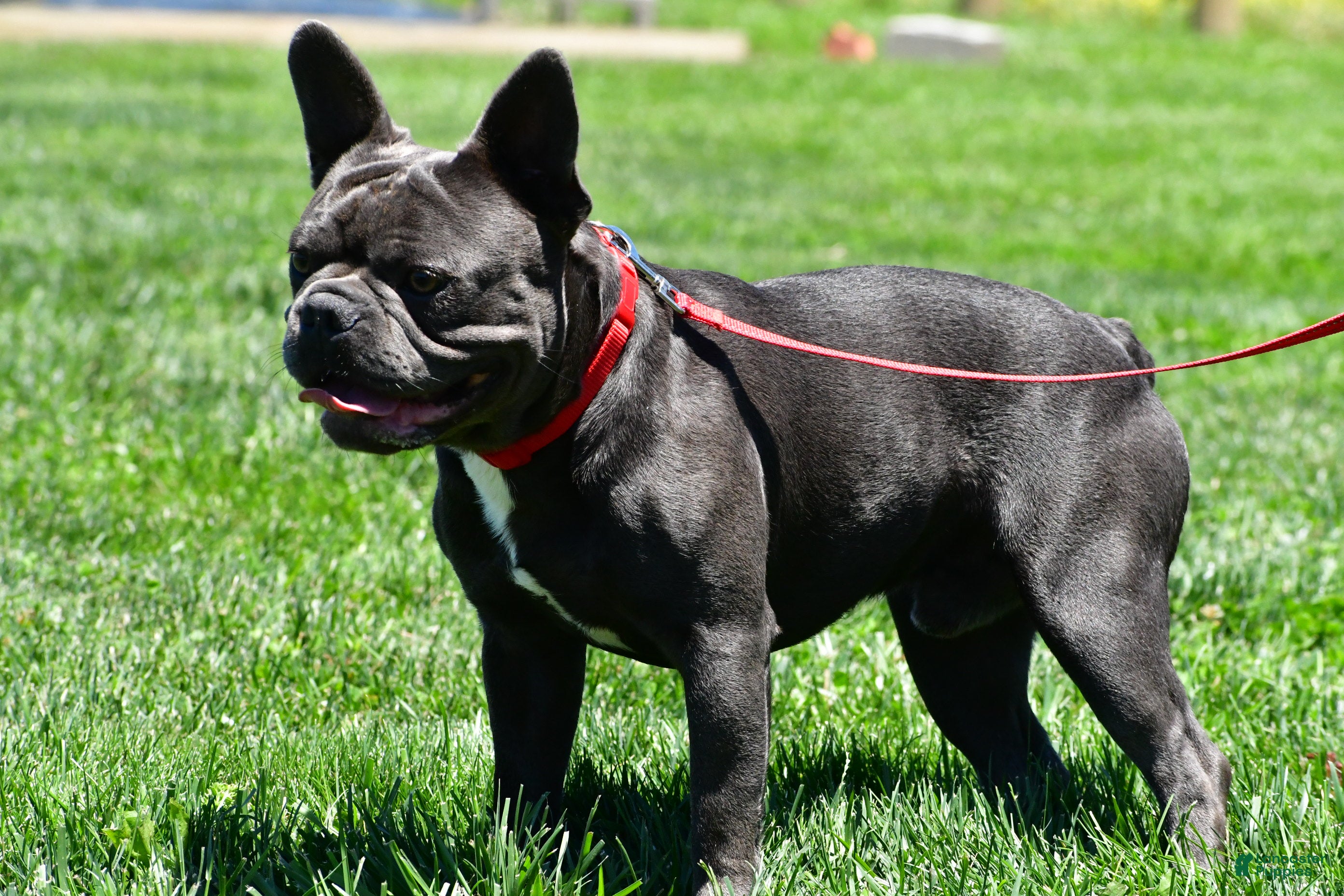 Frenchton dogs Nicky - Ad 2