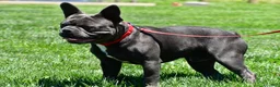 Frenchton dogs for sale: Nicky - Ad 2