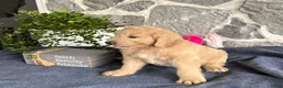 Goldendoodle dogs for sale: Nelson - Ad 9