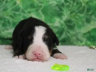 Bernese Mountain Dog dogs Moose - Ad 14