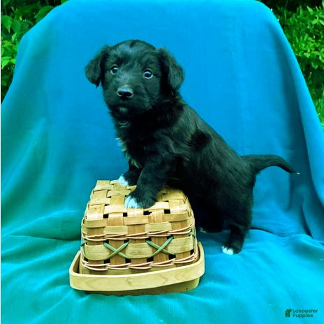 Corgipoo dogs for sale: Hershey - Ad 3