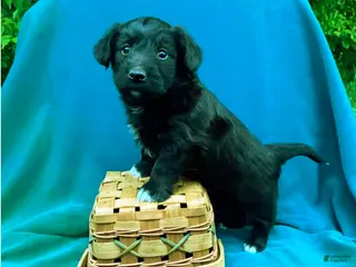 Corgipoo dogs for sale: Hershey - Ad 3
