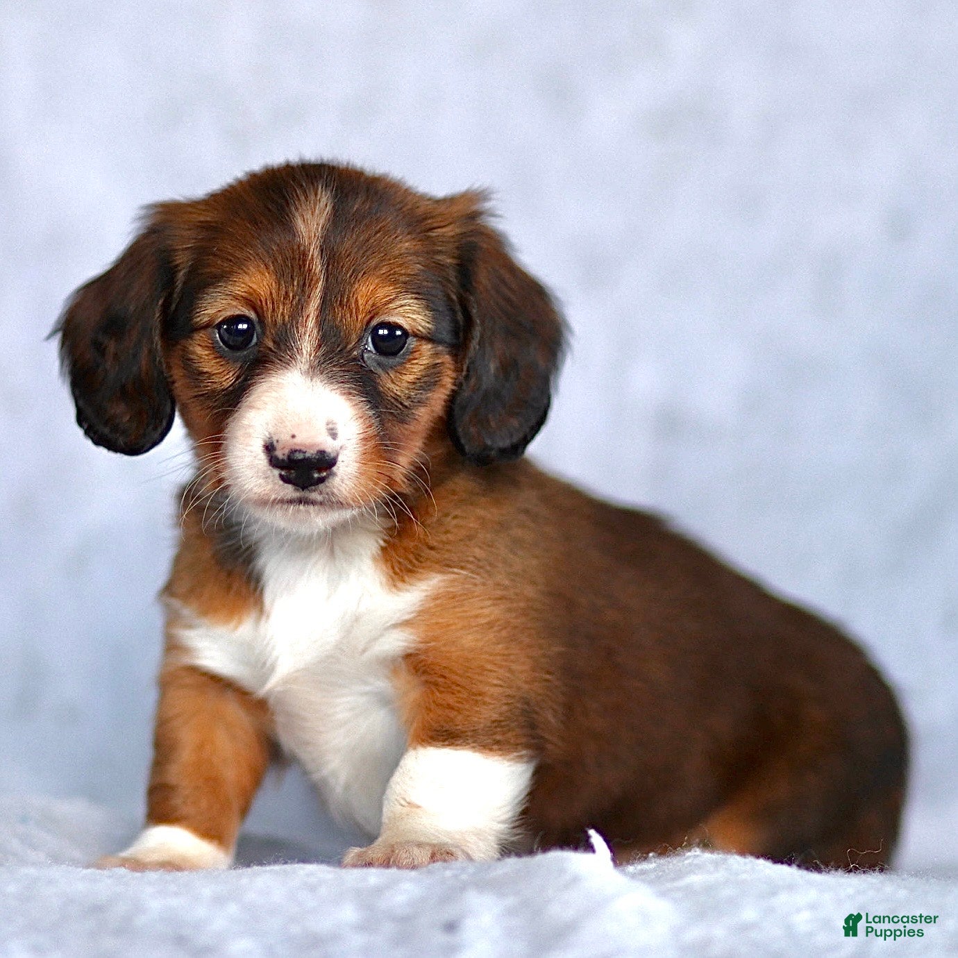 Dachshund dogs Kyla - Ad 10