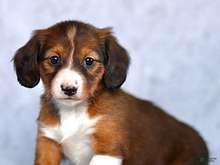 Dachshund dogs for sale: Kyla - Ad 3