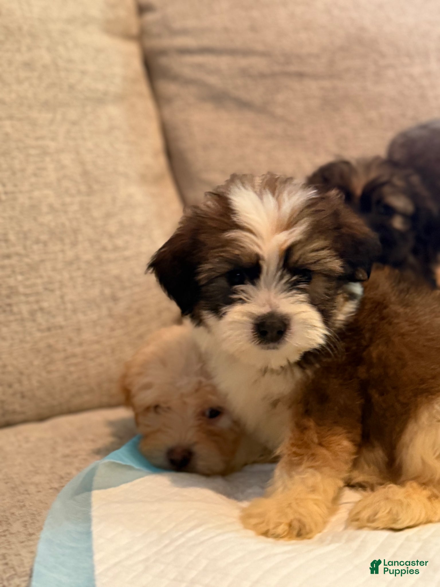 Yorkiepoo dogs Yorkiepoo Puppy 1 - Ad 39