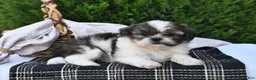 Shih Tzu dogs for sale: Spotty - Ad 4