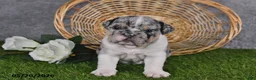 English Bulldog dogs for sale: Hailey - Ad 2