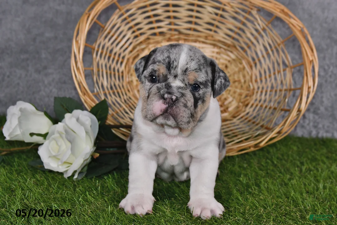 English Bulldog dogs for sale: Hailey - Ad 2