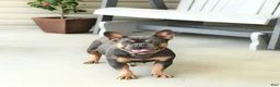 French Bulldog dogs for sale: Beatrice - Ad 6