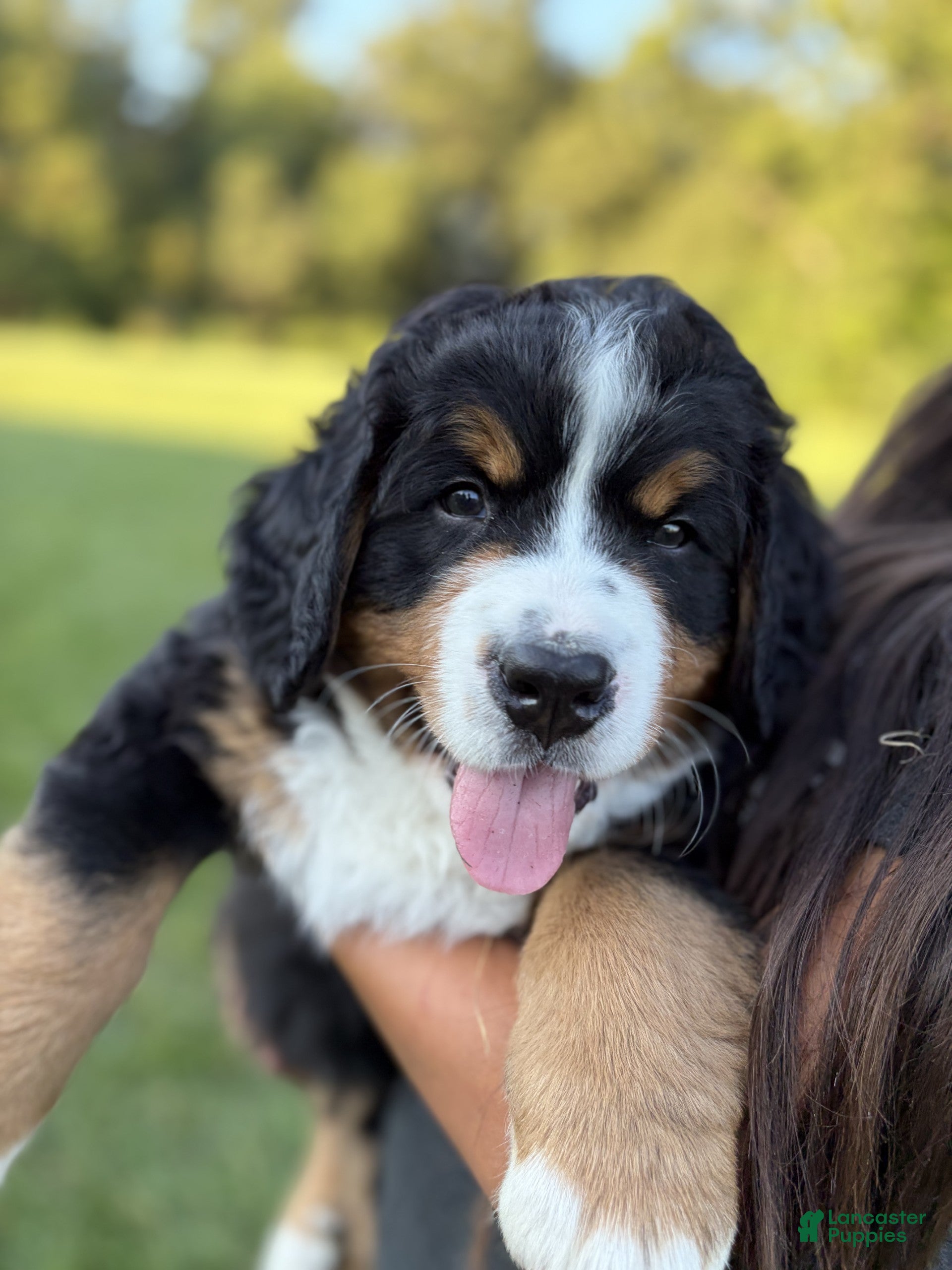 Bernese Mountain Dog dogs Auggie - Ad 29