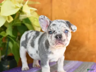 French Bulldog dogs Lassie - Ad 3