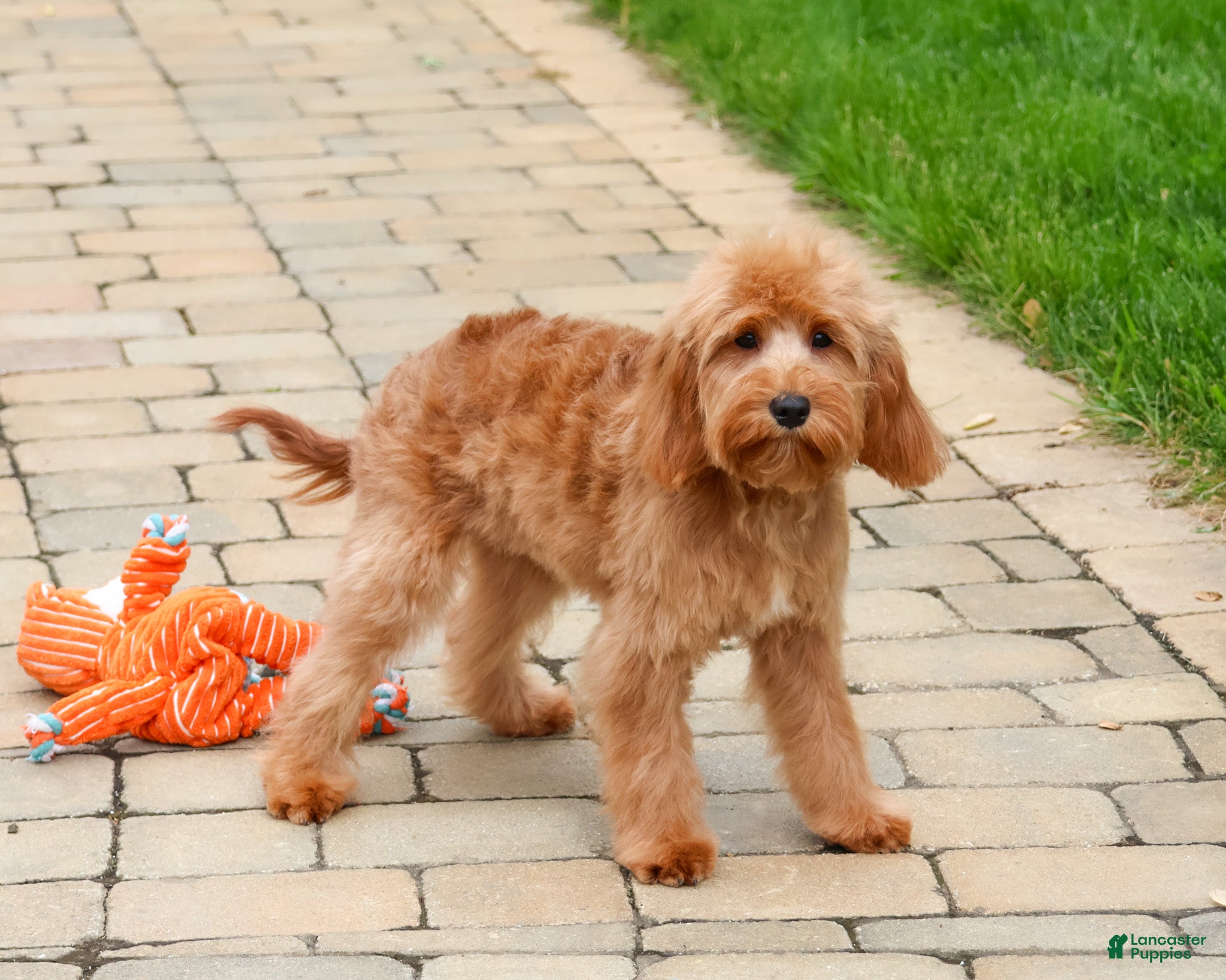 Cavapoo dogs Carson  - Ad 2