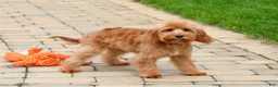 Cavapoo dogs for sale: Carson  - Ad 2