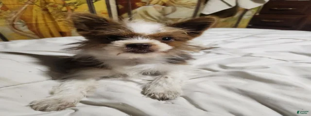 Cookie