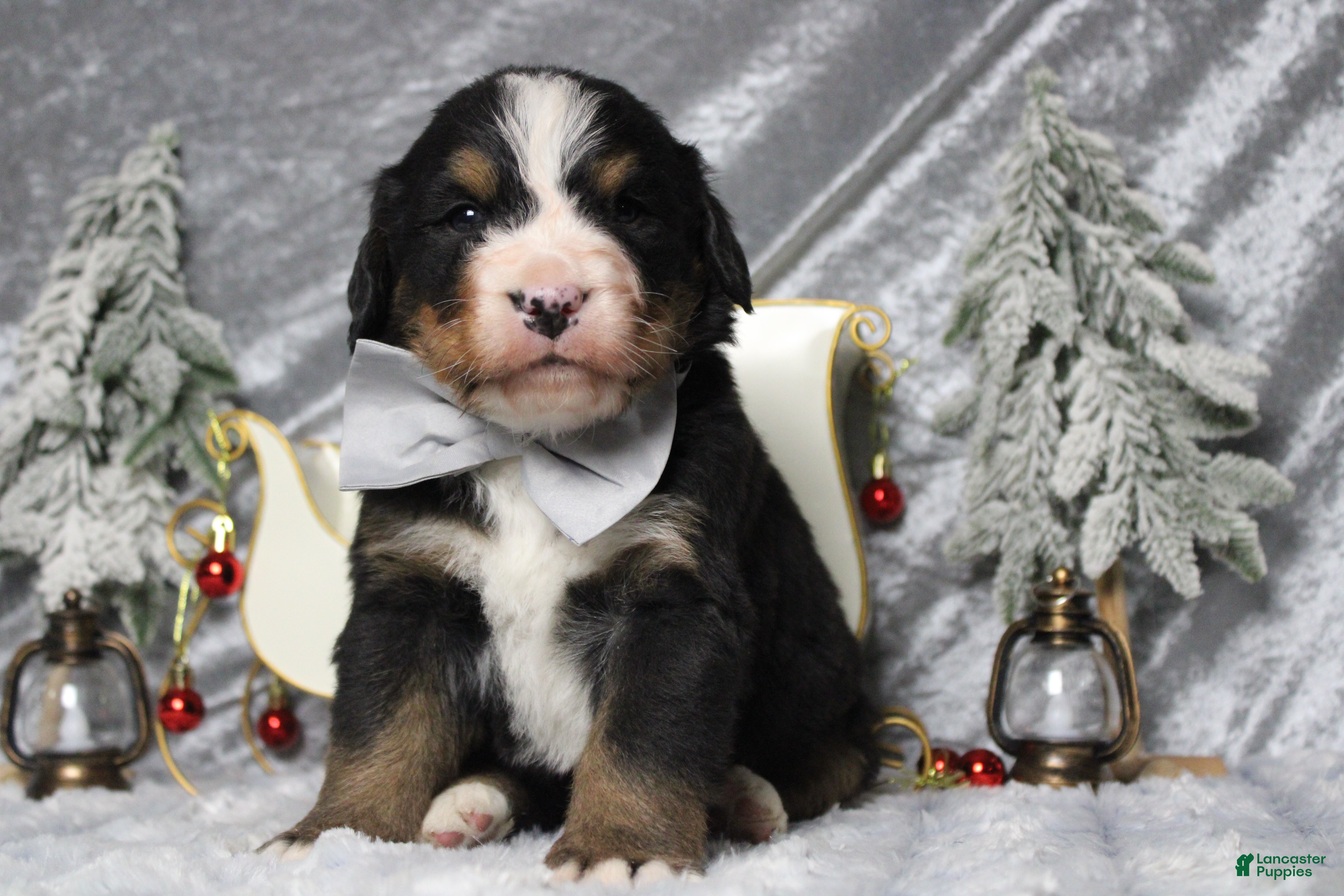 Bernese Mountain Dog dogs Simba  - Ad 1