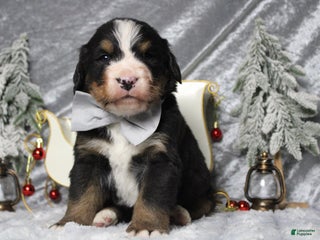 Bernese Mountain Dog dogs Simba - Ad 36