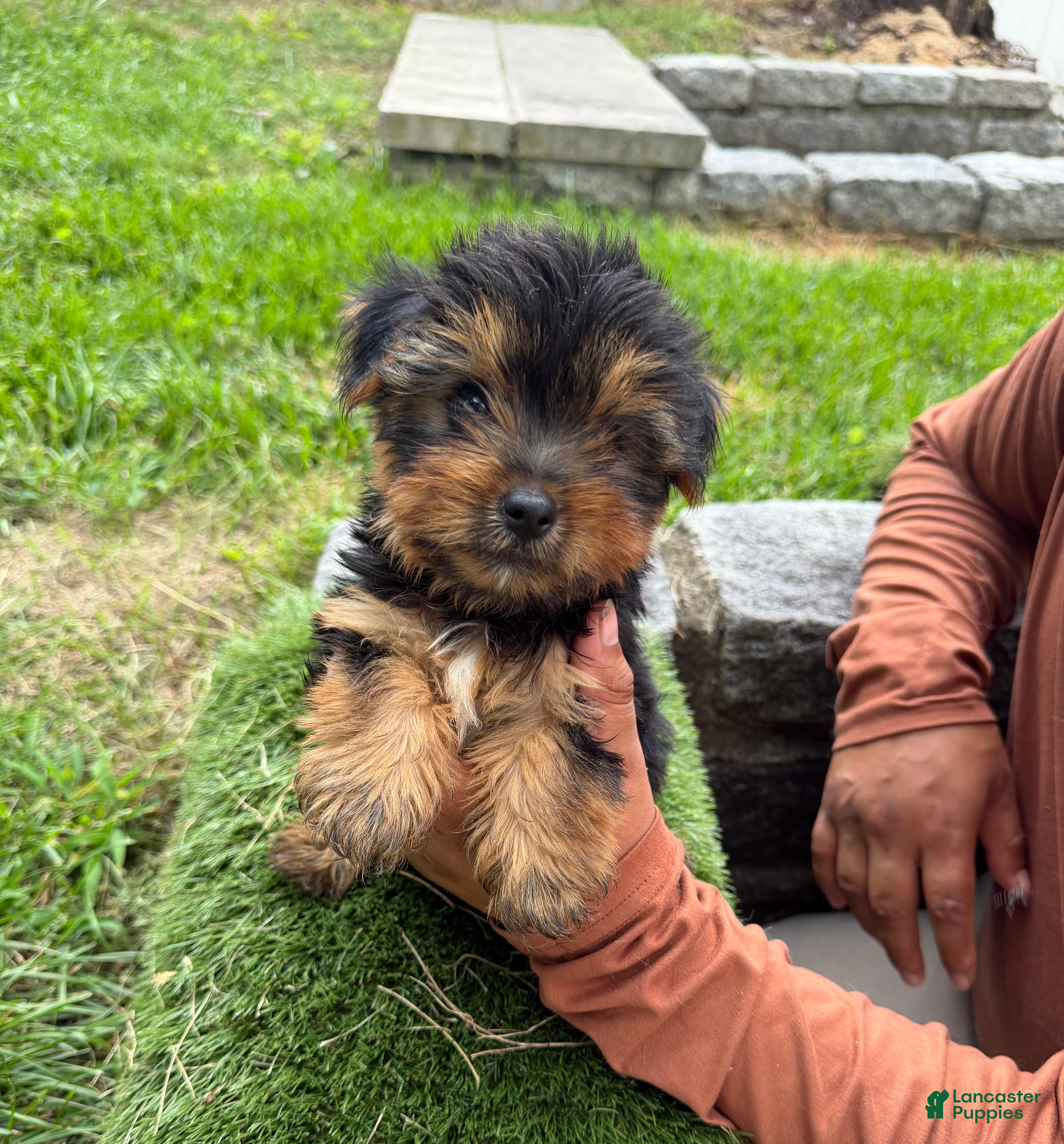 Yorkshire Terrier dogs for sale: Yorkshire Terrier milo - Ad 1