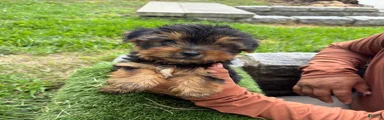 Yorkshire Terrier milo
