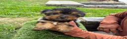 Yorkshire Terrier dogs for sale: Yorkshire Terrier milo - Ad 1