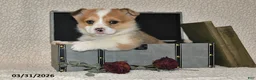 Welsh Corgi Pembroke dogs for sale: Cheri - Ad 3