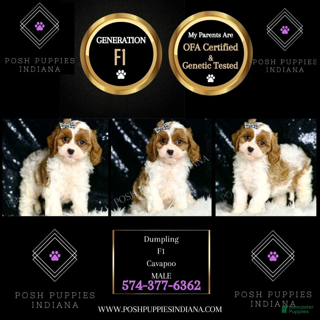 Cavapoo dogs for sale: Dumpling F1 - Ad 6