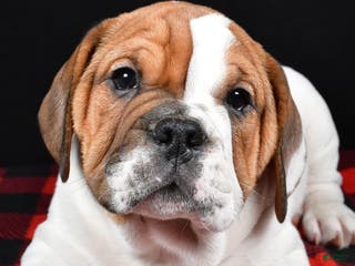 Beabull dogs Jordan - Ad 6