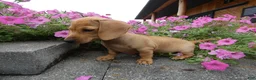 Miniature Dachshund dogs for sale: Miniature Dachshund 1 Molly - Ad 3