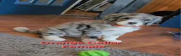 Bernedoodle dogs for sale: Bernedoodle 8 Orange collar  - Ad 1