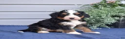 Mini Bernedoodle dogs for sale: Cedar - Ad 5
