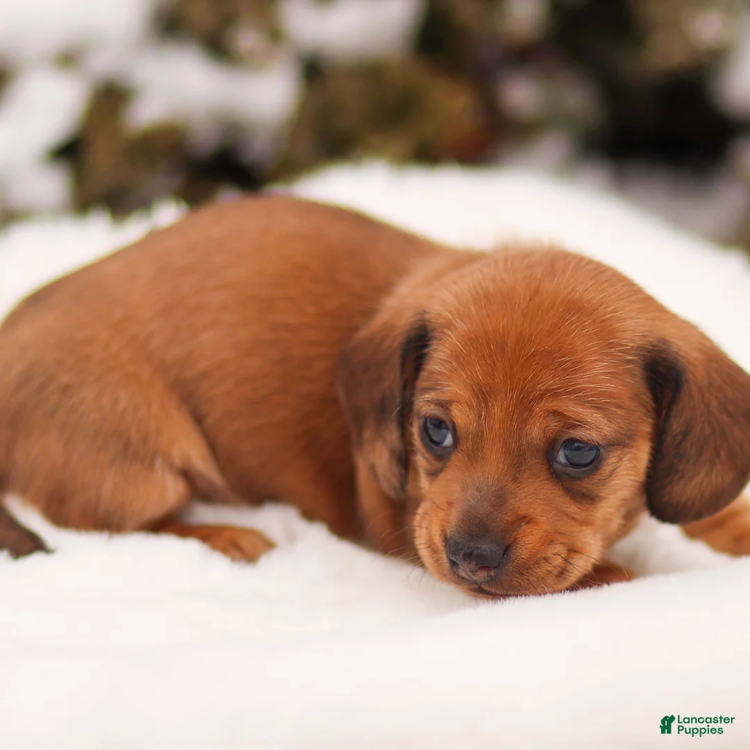 Miniature Dachshund dogs for sale: Izzy Miniature Dachshund - Ad 4